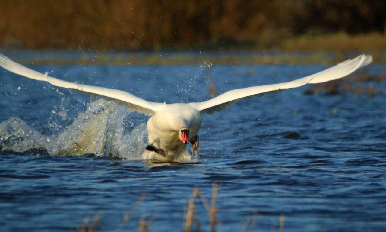 Am Gutspark Alt Tucheband Bagian luar foto